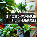 外企高管为何纷纷跳槽中企?人才流动格局悄然改变(图2) 外企高管为何纷纷跳槽中企?人才流动格局悄然改变(图2)