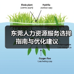 东莞人力资源服务选择指南与优化建议（图3）