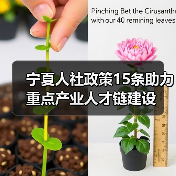 宁夏人社政策15条助力重点产业人才链建设(图4) 宁夏人社政策15条助力重点产业人才链建设(图4)